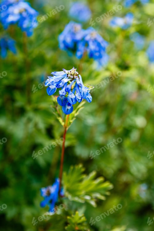 Preview: Corydalis In Garden, Sort Blue Dreams. Beautiful Blue Flowers In The Spring Garden.