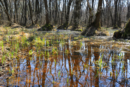 Preview: Spring Landscape With Swamp In Forest