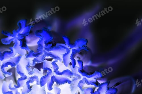 Preview: Abstract Composition With Tulip Pestles, Water Drops And Inverted Colors