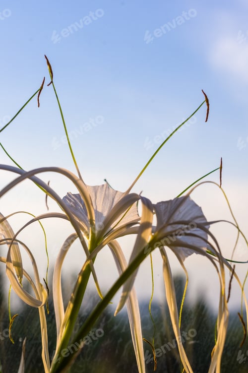 Preview: Caribbean Spider-Lily, Unique Style White Flower On Multicolored Background