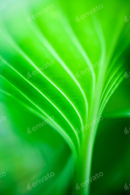Preview: Green, Abstract Composition With Leaf Texture And Soft Focus