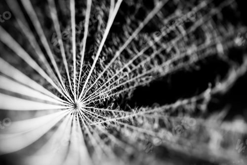 Preview: Dandelion Seeds With Details