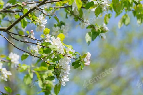 Preview: Bloooming Apple Tree Branches. Spring Orchard With Close Up Of Apple Tree With Flowers.