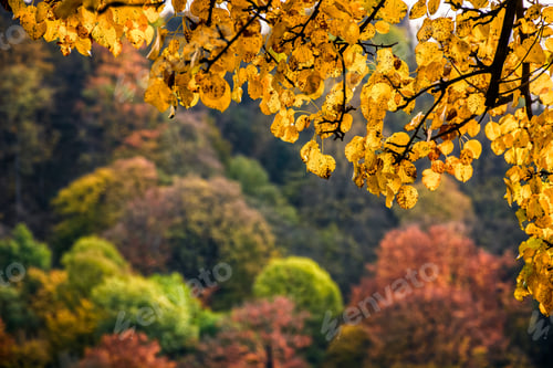 Preview: Tree Branch With Yellow And Orange Foliage In Autumn Forest On Sunny Day