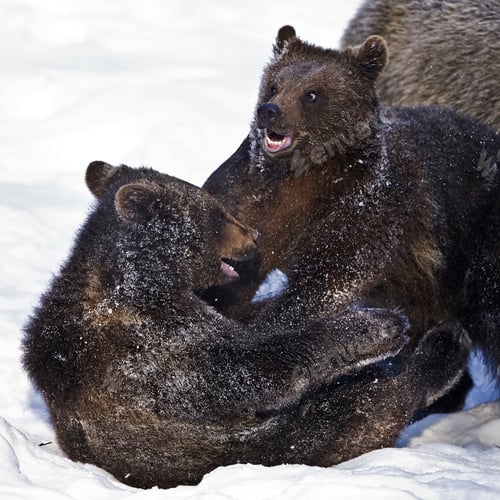 Preview: Young Brown Bears (Ursus Arctos) In The Bayerischer Wald National Park, Bayern, Germany