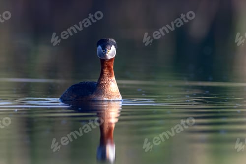 Preview: Swimming Bird. Nature Background. Bird: Red Necked Grebe. Podiceps Grisegena.