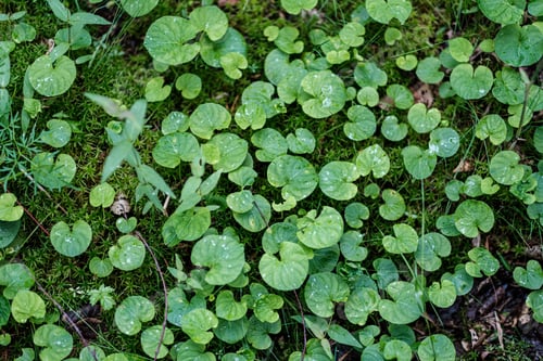 Preview: Forest Vegetation Details In Summer Nature. Abstract Textures And Blur Backgrounds