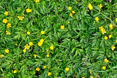 Preview: Yellow Flower. Summer Landscape. Wildflowers Buttercups.