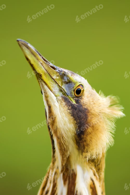 Preview: Bird Portrait. Bird: Eurasian Bittern. Botaurus Stellaris. Green Nature Background.