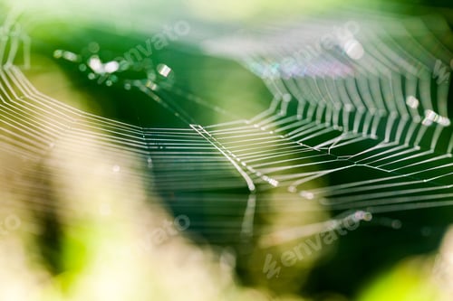 Preview: Abstract Composition With Spider Web Details And Natural Colors