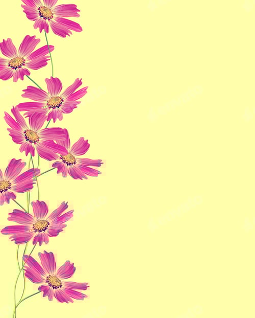 Preview: Cosmos Flowers Isolated On Yellow Background