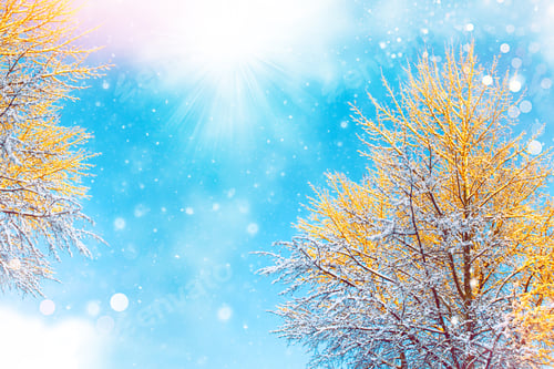Preview: Frozen Winter Forest With Snow Covered Trees. Outdoor