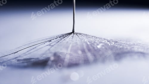 Preview: Macro, Abstract Composition With Dandelion Seed