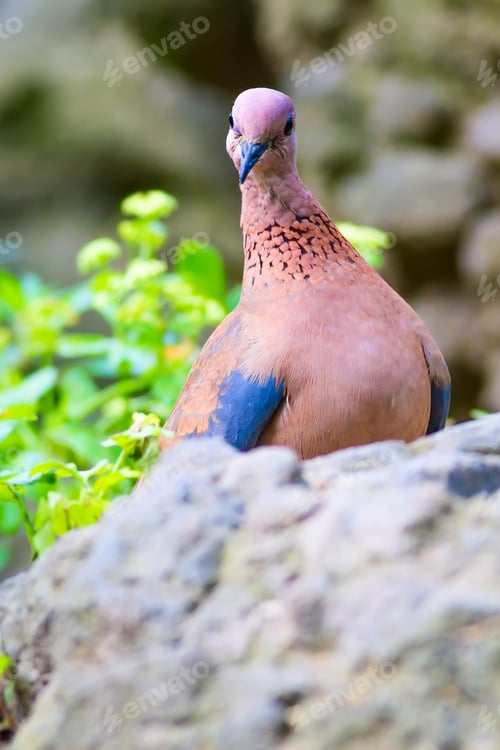 Preview: Laughing Dove. Nature Habitat Background.