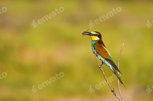 Preview: Colorful Bird And Its Hunt. Green Yellow Nature Background. Bird: European Bee Eater. Merops