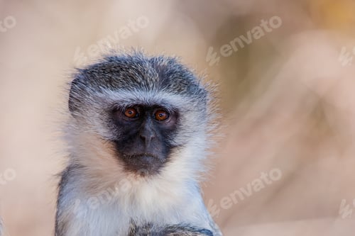 Preview: Vervet Monkey (Chlorocebus Pygerythrus) In Kruger National Park, South Africa