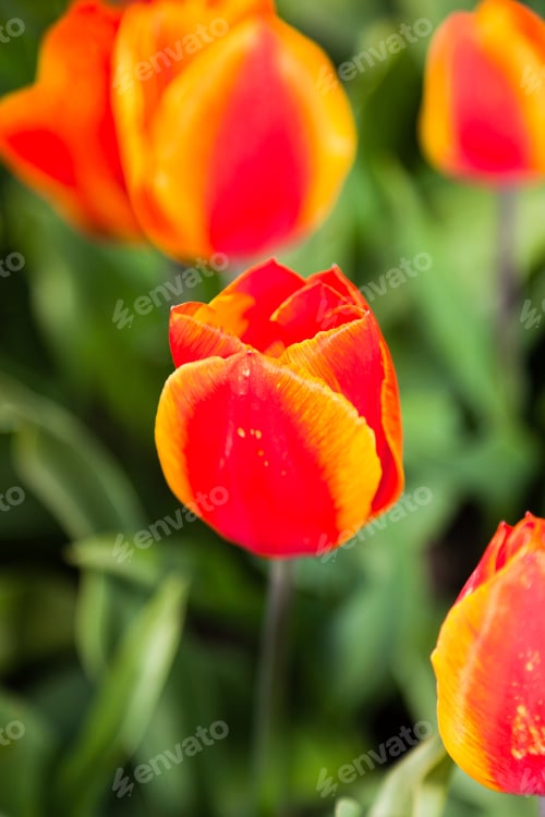 Preview: Closeup Of Field Of Red Yellow Tulips. Holland.