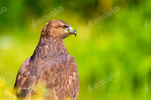 Preview: Bird Of Prey. Portrait Of Buzzard. Green Nature Background.