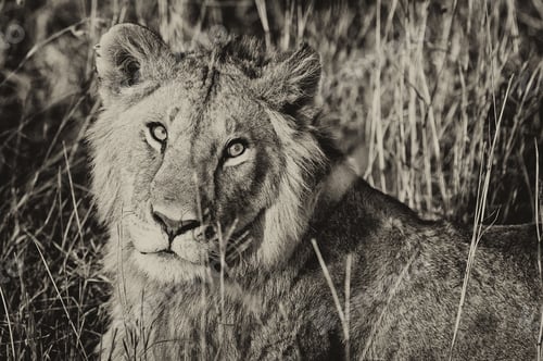 Preview: Vintage Style Image Of A Male African Lion In The Maasai Mara National Park, Kenya
