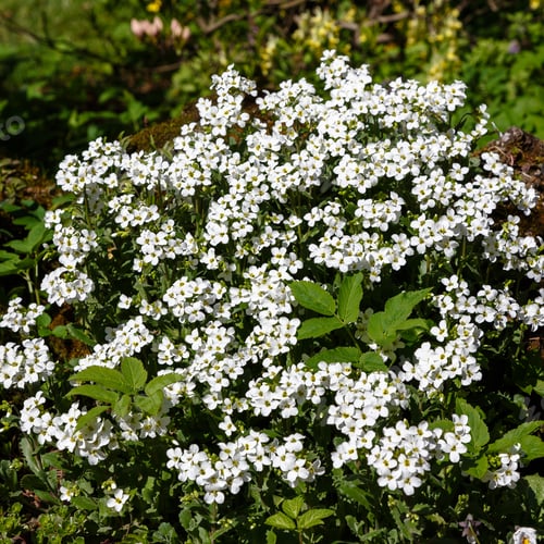 Preview: Flowering Of White Arabis On The Alpine Hill