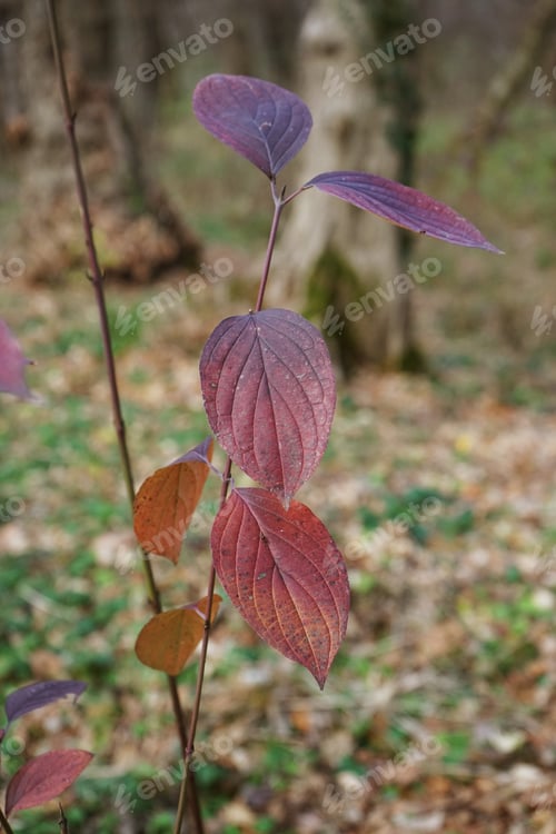 Preview: Late Autumn In The Park With Beautiful, Colorful Leaves
