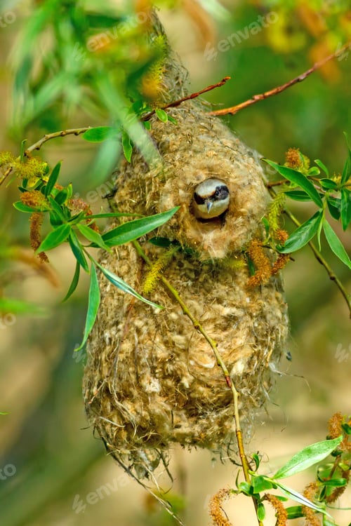 Preview: Cute Bird. Eurasian Penduline Tit. Bird Nest. Green Nature Background. Tree: Willow Tree.