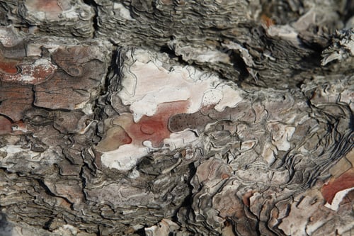 Preview: Old Tree With The Bark Of The Tree Partly Peeled. Texture And Background From Nature