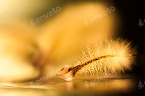 Preview: Abstract Composition With Dried Clematis Seeds And Light