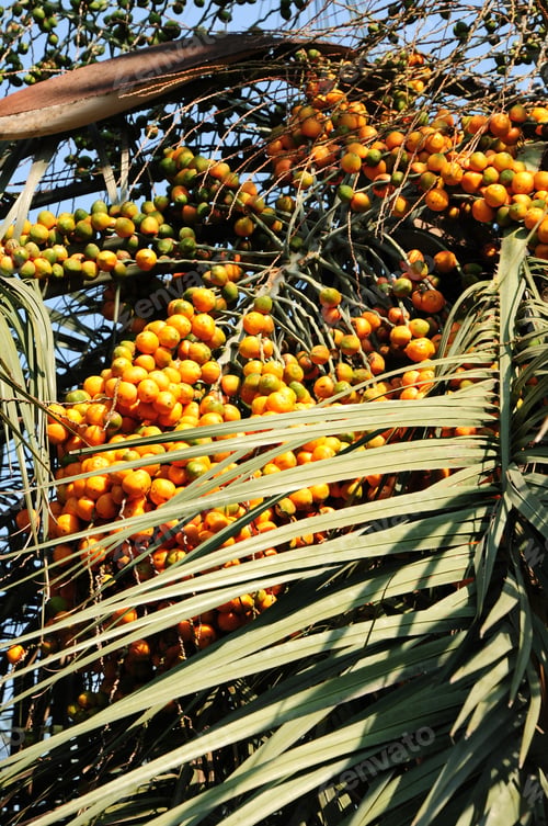 Preview: Bunch Of Dates On The Palm Tree
