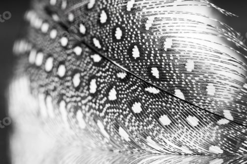 Preview: Guinea Hen Feather With Dark Background