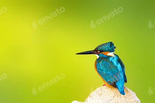Preview: Colorful Bird Kingfisher. Isolated Bird. Yellow Green Background. High Detail And Resolution. Bird