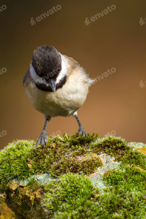 Preview: Cute Little Bird. Dark Nature Background. Bird: Sombre Tit. Poecile Lugubris.