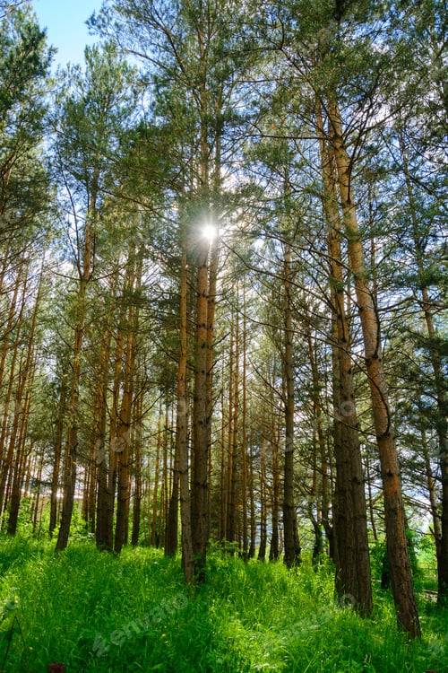 Preview: Amazing Forest At Sunset Time, Armenia