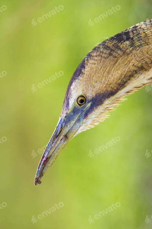 Preview: Cute Bird Portrait. Bird: Eurasian Bittern. Botaurus Stellaris. Green Nature Background.