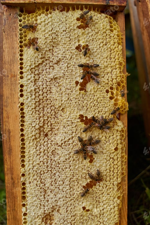 Preview: Combs Full Of Honey Getting Extracted From The Bee Hive