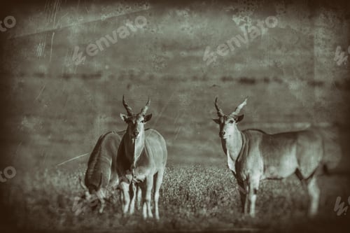 Preview: Huge Male Eland Antelopes In The Ngorongoro Crater, Tanzania
