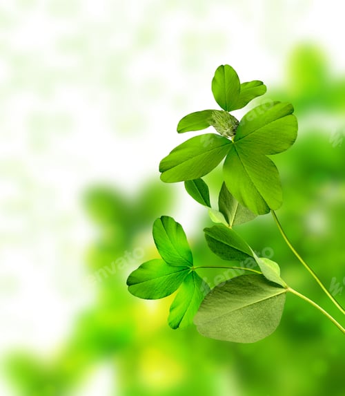 Preview: Background Of Clover