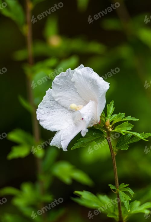 Preview: Bright Hibiscus Flower With Raindrops Blooming In The Tropical Garden, In Soft Focus On Natural