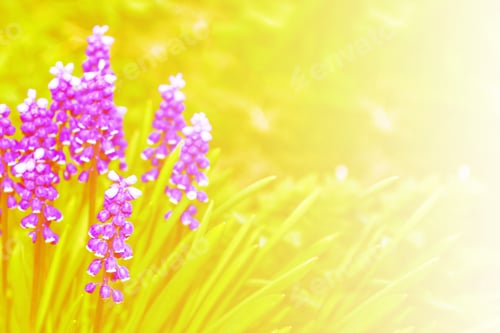 Preview: Bright And Colorful Flowers Of Hyacinth On The Background Of The Spring Landscape