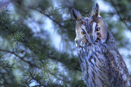 Preview: Owl Portrait In The Forest. Bird: Long Eared Owl. Asio Otus. Green Pine Tree Background.