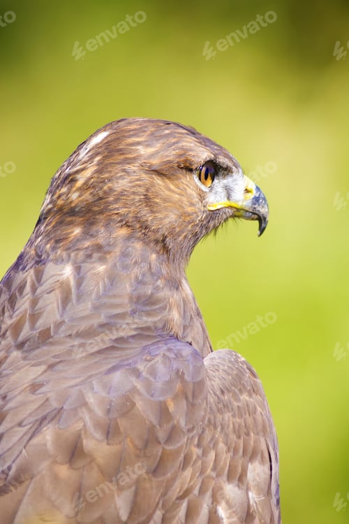 Preview: Bird Of Prey. Buzzard Portrait. Green Nature Background. Bird: Long Legged Buzzard. Buteo Rufinus.
