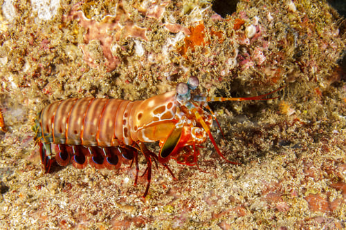 Preview: Peacock Mantis Shrimp