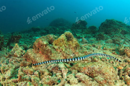 Preview: Banded Sea Snake