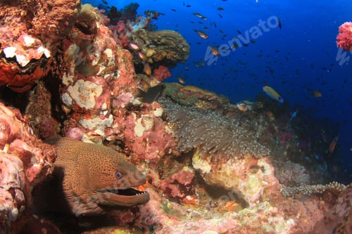 Preview: Giant Moray Eel