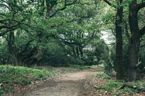 Preview: Pathway Into Deciduous Forest In Spring.