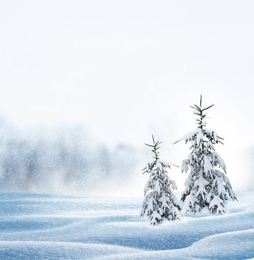 Preview: Forest In The Frost. Winter Landscape. Snow Covered Trees.