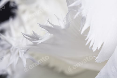 Preview: White, Beautiful Tulip With Details