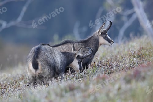 Preview: Chamois (Rupicapra Rupicapra) Vosges Mountains, France