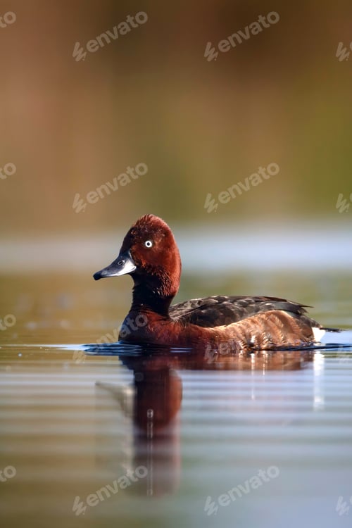 Preview: Swimming Duck. Natural Lake Habitat Background. Bird: Ferruginous Duck. Aythya Nyroca.
