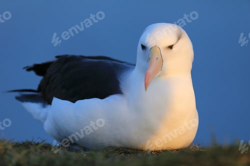 Preview: Black-Browed Albatros ( Thalassarche Melanophris ) Or Mollymawk Helgoland Island Germany